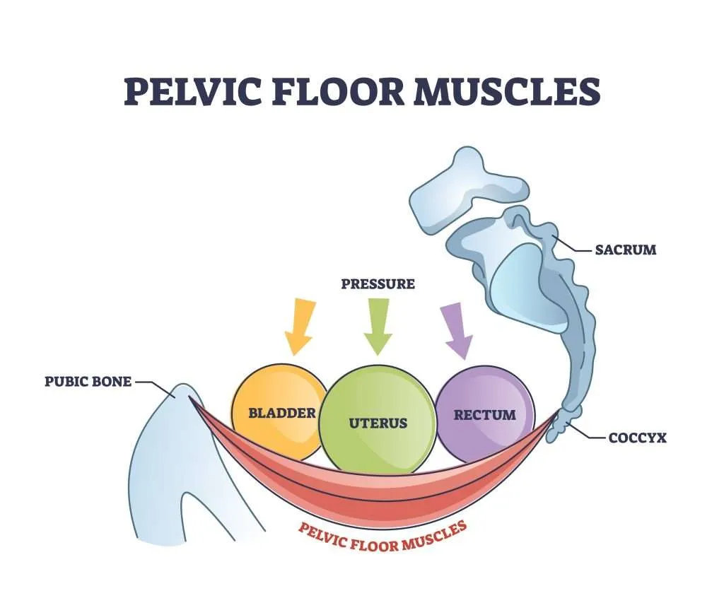 What Does A Pelvic Floor Physiotherapist Do For Pelvic Floor Dysfunction 